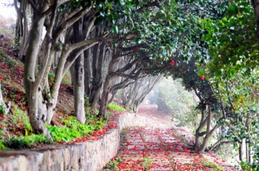 [KTX-당일] 거제 동백 군락지 장사도 까멜리아/외도 보타니아 (택1) 당일 기차여행 [서울역,광명역]