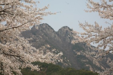 [ 무궁화호  -당일]  계룡산 동학사 벚꽃 / 계족산 황톳길 / 웰빙 족욕 봄꽃여행(당일) 3/21~4/12