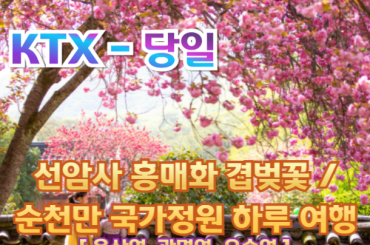 [ KTX -당일] 순천 선암사 홍매화 겹벚꽃 /순천만국가정원 하루 기차여행 (당일) [중식,석식 제공]- [용산역,광명역,오송역 출발]