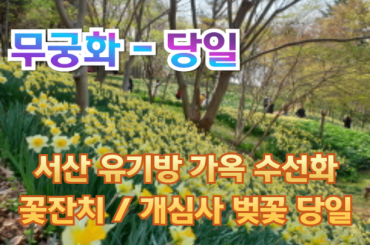 [무궁화호-당일] 서산 유기방 가옥 수선화 꽃잔치 / 개심사 벚꽃 / 해미읍성 여행(당일) -중식제공 3/28~4/26